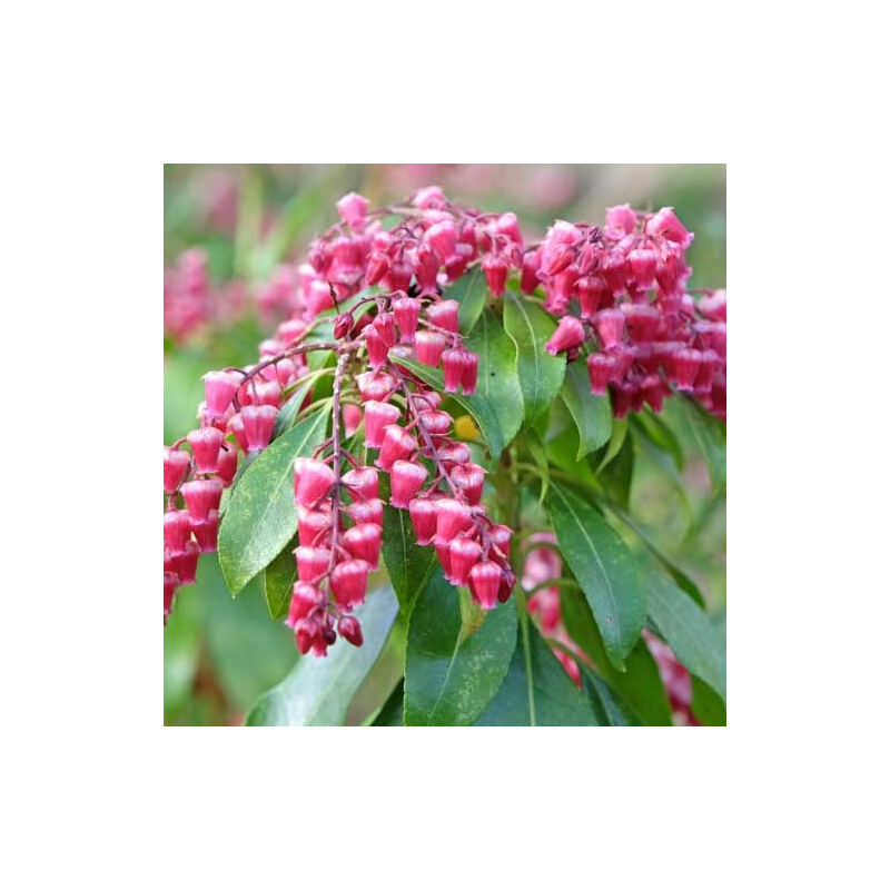 Piēra, Japanas 'Valley Valentine /pieris japonica/ - P10.5 kont.