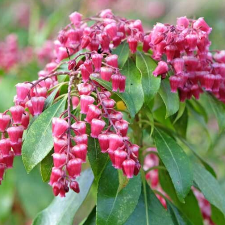 Piēra, Japanas 'Valley Valentine /pieris japonica/ - P10.5 kont.