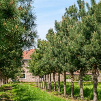 Priede, parastā /Pinus...