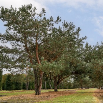 Priede, parastā /Pinus sylvestris/ - P9 kont.