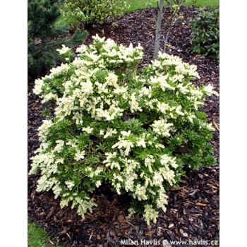 Pieris, japoninis 'Purity' /pieris japonica/ - P10.5