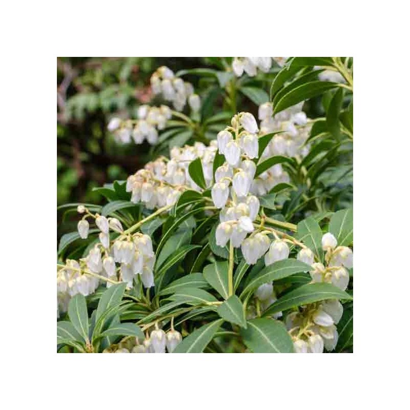 Pieris, japoninis 'Purity' /pieris japonica/ - P10.5