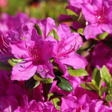 Acālija, Japānas 'Purpurtraum' /Azalea japonica/ - P10.5 kont.