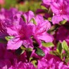 Acālija, Japānas 'Purpurtraum' /Azalea japonica/ - P10.5 kont.