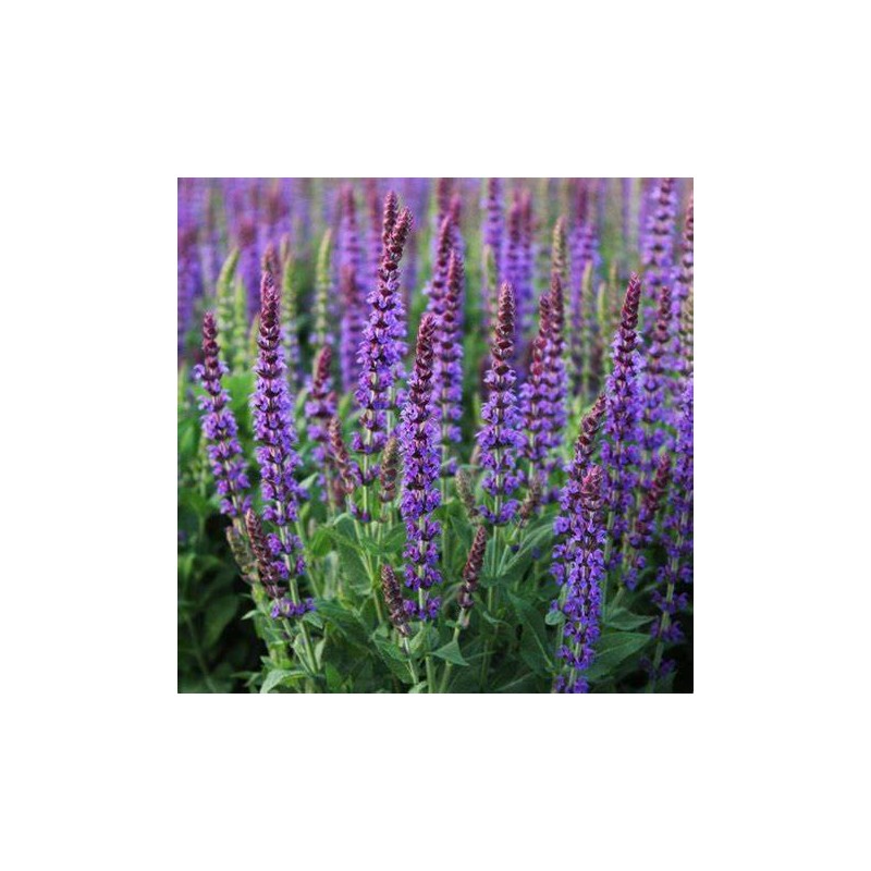 Salvija, birztalas ,Ost Friesland' /Salvia nemorosa/ - P9 kont.