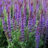 Salvija, birztalas ,Ost Friesland' /Salvia nemorosa/ - P9 kont.