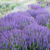 Salvija, birztalas ,Ost Friesland' /Salvia nemorosa/ - P9 kont.