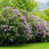 Alyva  'Michel Buchner' /Syringa vulgaris/ - P9 kont.