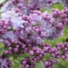 Alyva  'Michel Buchner' /Syringa vulgaris/ - P9 kont.