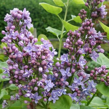 Alyva  'Michel Buchner' /Syringa vulgaris/ - P9 kont.