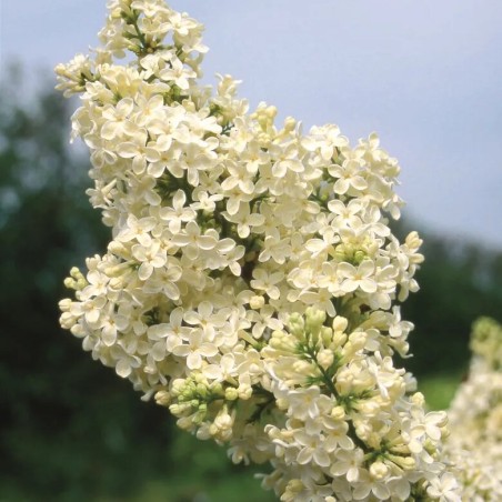 Ceriņš 'Primrose' /Syringa vulgaris/ - P9 kont.