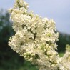 Alyva 'Primrose' /Syringa vulgaris/ - P9 kont.