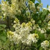 Alyva 'Primrose' /Syringa vulgaris/ - P9 kont.