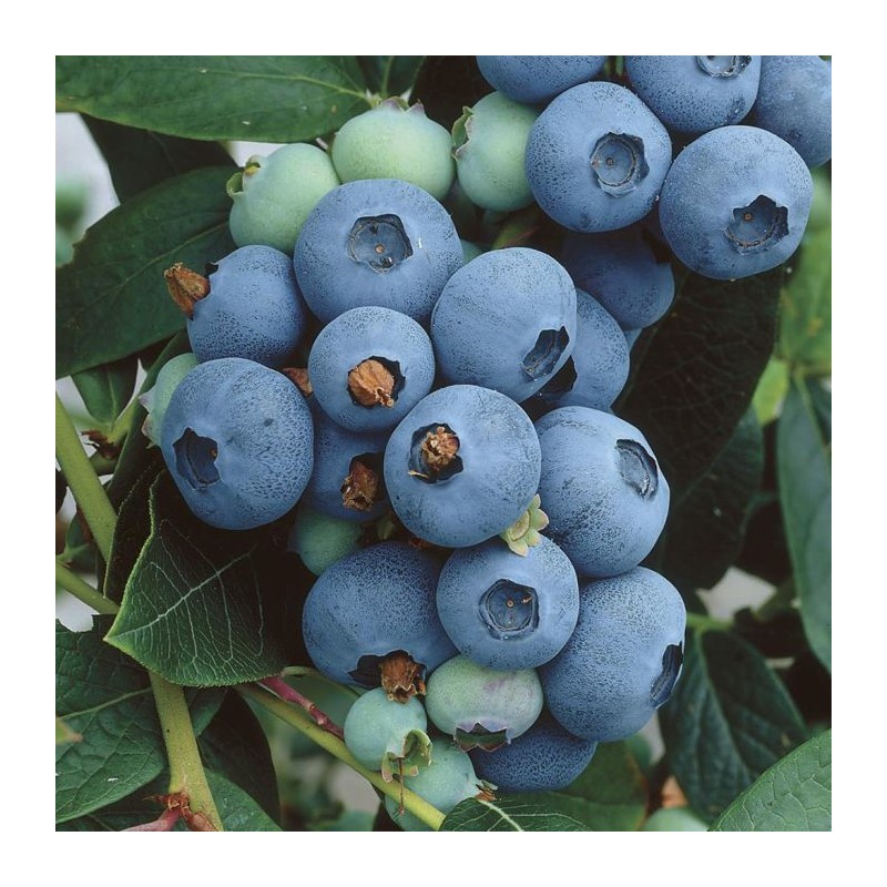 Krūmmellene ,,North Country,, /Vaccinium corymbosum/ - P12 kont.