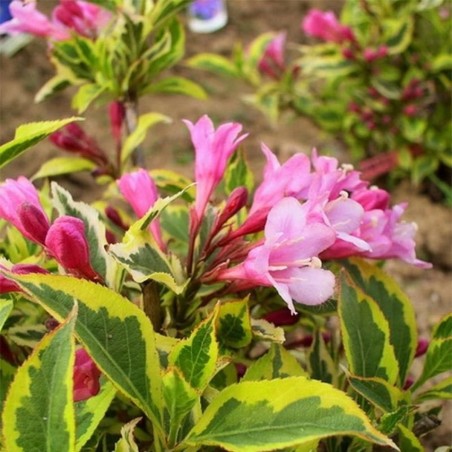 Veigela, krāšņā ,,Magical Rainbow,, /Weigela florida/- P9 kont.