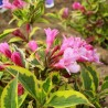 Veigela, krāšņā ,,Magical Rainbow,, /Weigela florida/- P9 kont.
