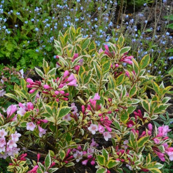 Veigela, krāšņā ,,Magical Rainbow,, /Weigela florida/- P9 kont.