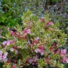 Veigela, krāšņā ,,Magical Rainbow,, /Weigela florida/- P9 kont.