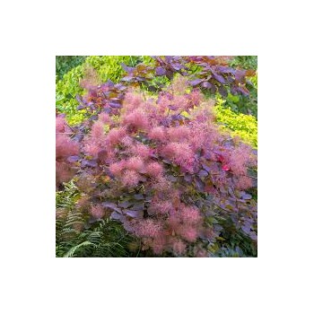 Perukmedis 'Grace' /Cotinus coggygria/ - P9 kont.