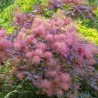 Perukmedis 'Grace' /Cotinus coggygria/ - P9 kont.