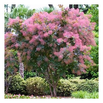 Parūkkoks 'Grace' /Cotinus...