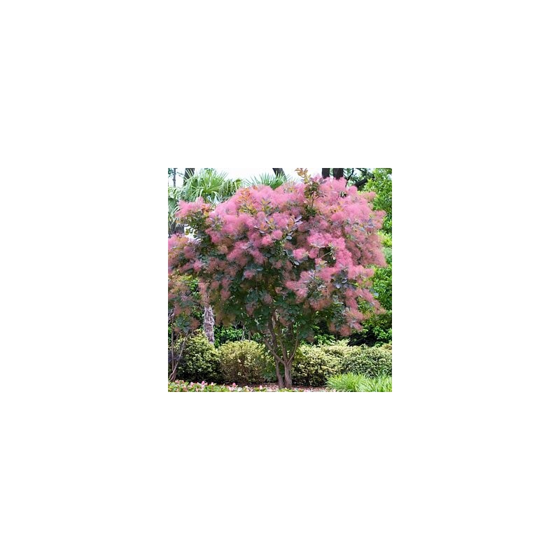 Perukmedis 'Grace' /Cotinus coggygria/ - P9 kont.