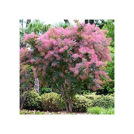 Parūkkoks 'Grace' /Cotinus coggygria/ - P9 kont.