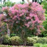 Perukmedis 'Grace' /Cotinus coggygria/ - P9 kont.