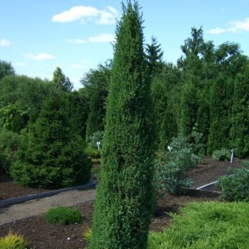 Kadagys, paprastasis  ,,Arnold" /Juniperus communis/ - P9 kont.