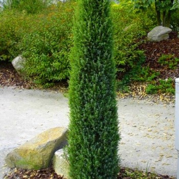 Kadiķis, parastais ,,Arnold" /Juniperus communis/ - P9 kont.