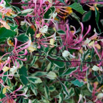 Sausmedis, hekroto ,,Variegata,, /lonicera x heckrottii/ -P9 kont