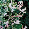 Vīteņsausserdis, hekrota ,,Variegata,, /lonicera x heckrottii/ -P9 kont