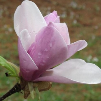 Magnolija ,,Pinkie,, /magnolia/ - P9 kont.