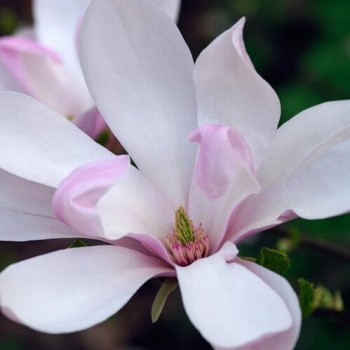 Magnolija ,,Pinkie,, /magnolia/ - P9 kont.