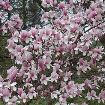 Magnolija, sulanža ,,Verbanica,, /magnolia x soulangeana/ - P9 kont.