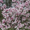 Magnolija, sulanža ,,Verbanica,, /magnolia x soulangeana/ - P9 kont.