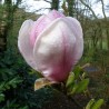 Magnolija ,,Verbanica,, /magnolia x soulangeana/ - P9 kont.
