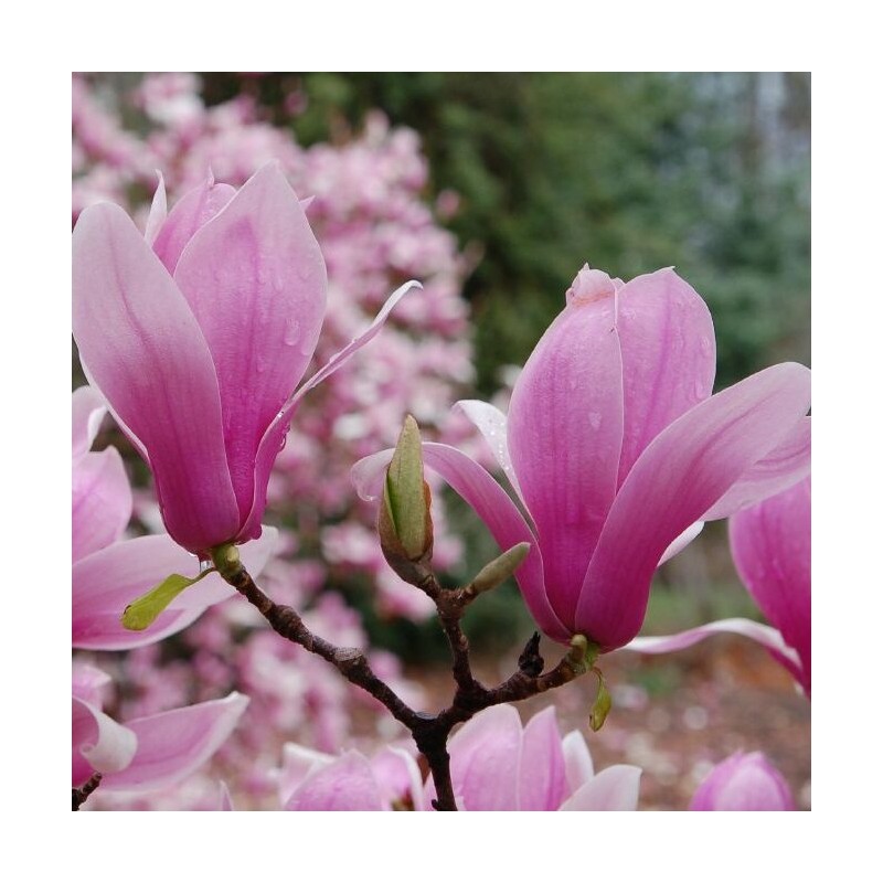 Magnolija, sulanža ,,Verbanica,, /magnolia x soulangeana/ - P9 kont.