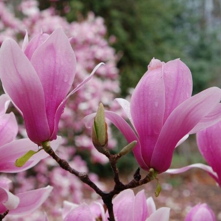 Magnolija, sulanža ,,Verbanica,, /magnolia x soulangeana/ - P9 kont.