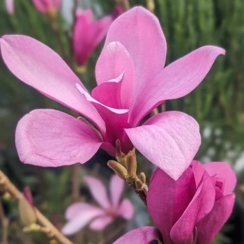 Magnolija 'Ann' /magnolia/...