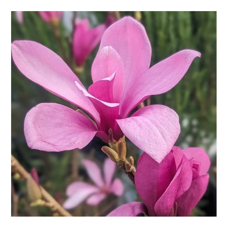 Magnolija 'Ann' /magnolia/ - P9 kont.