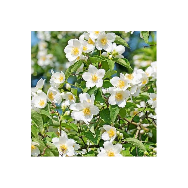 Filadelfs - jasmīns, parastais /philadelphus coronarius/ - P9 kont.