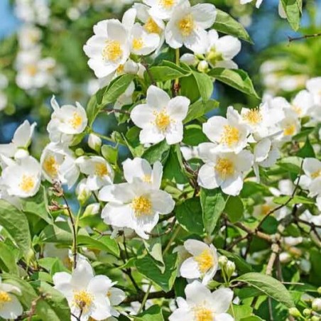 Filadelfs - jasmīns, parastais /philadelphus coronarius/ - P9 kont.