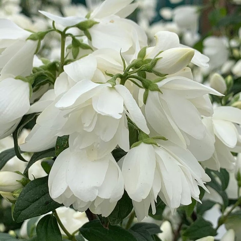 Filadelfs-jasmīns, parastais ,,Snowbelle,,/Philadelphus coronarius/- P9 kont.