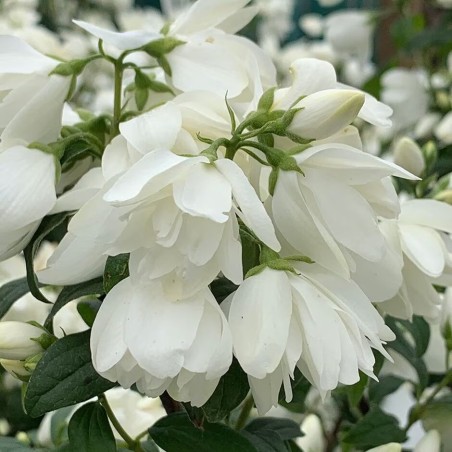 Filadelfas – jazminas ,,Snowbelle,,/Philadelphus coronarius/- P9 kont.