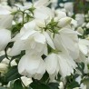 Filadelfas – jazminas ,,Snowbelle,,/Philadelphus coronarius/- P9 kont.