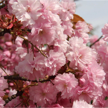 Japānas ziedu ķirsis (sakura) 'Kanzan' /Prunus serrulata/ - P9 kont.