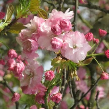 Japānas ziedu ķirsis (sakura) 'Pink Perfection' /Prunus serrulata/ - P9 kont.