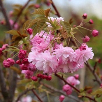 Japānas ziedu ķirsis (sakura) 'Pink Perfection' /Prunus serrulata/ - P9 kont.