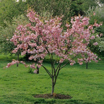 Japoninė vyšnia 'Pink Perfection' /Prunus serrulata/ - P9 kont.
